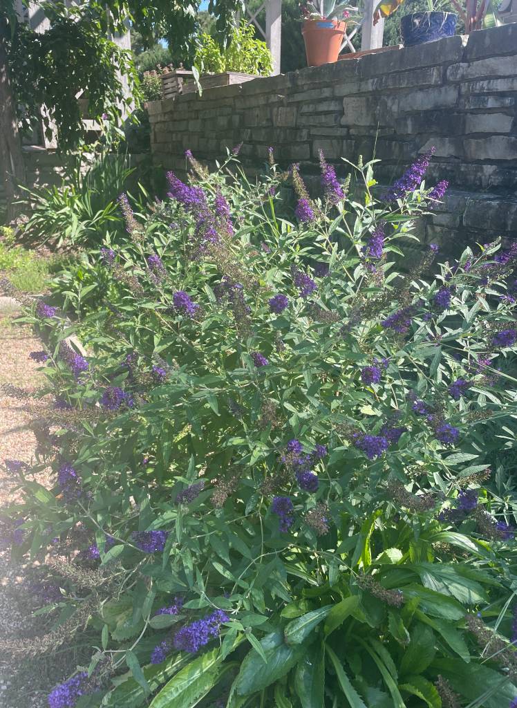 Plant name: Butterfly Bush Buddleia davidii 